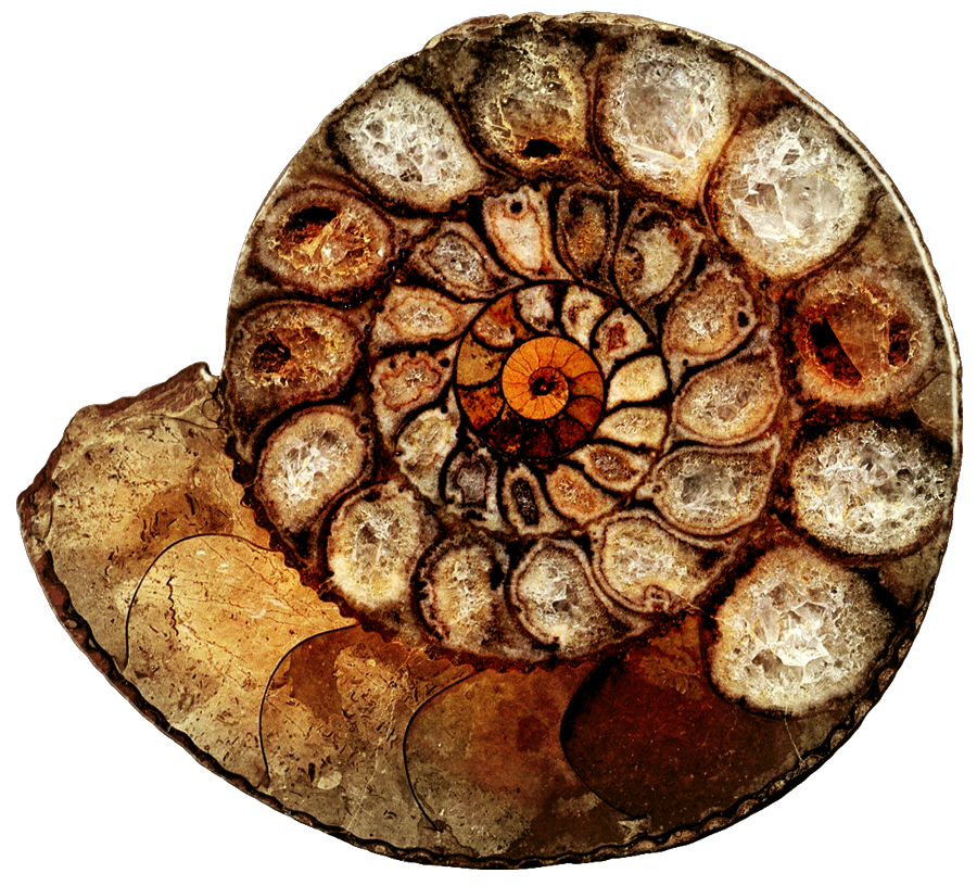 spiral fossil