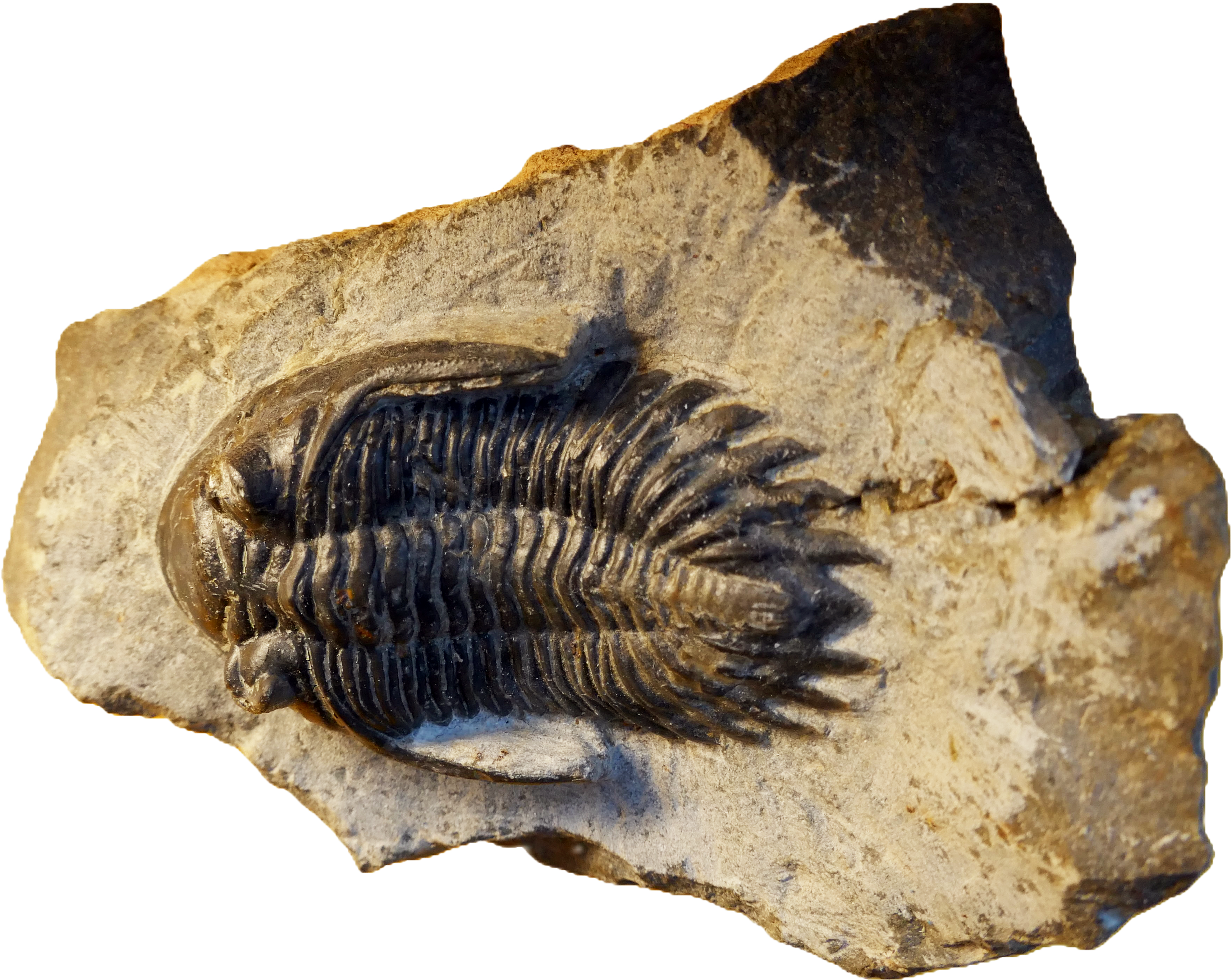 spiral fossil